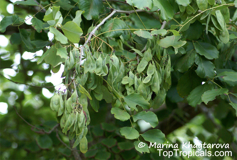 Dalbergia latifolia (Indian Rosewood)