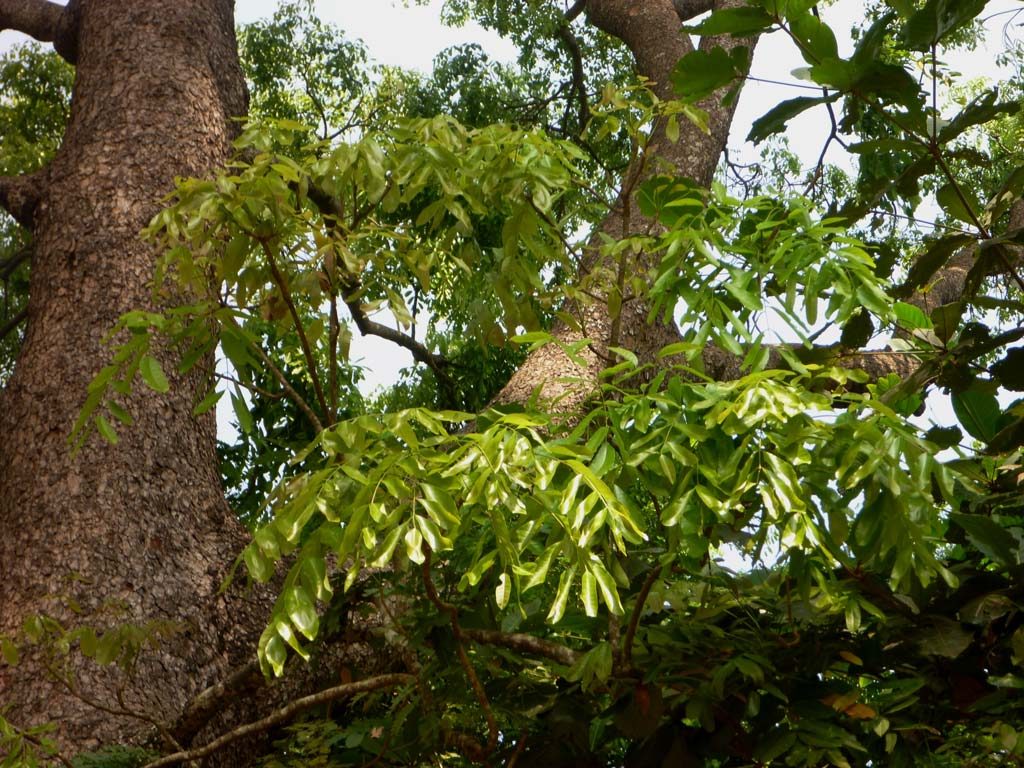 Khaya senegalensis