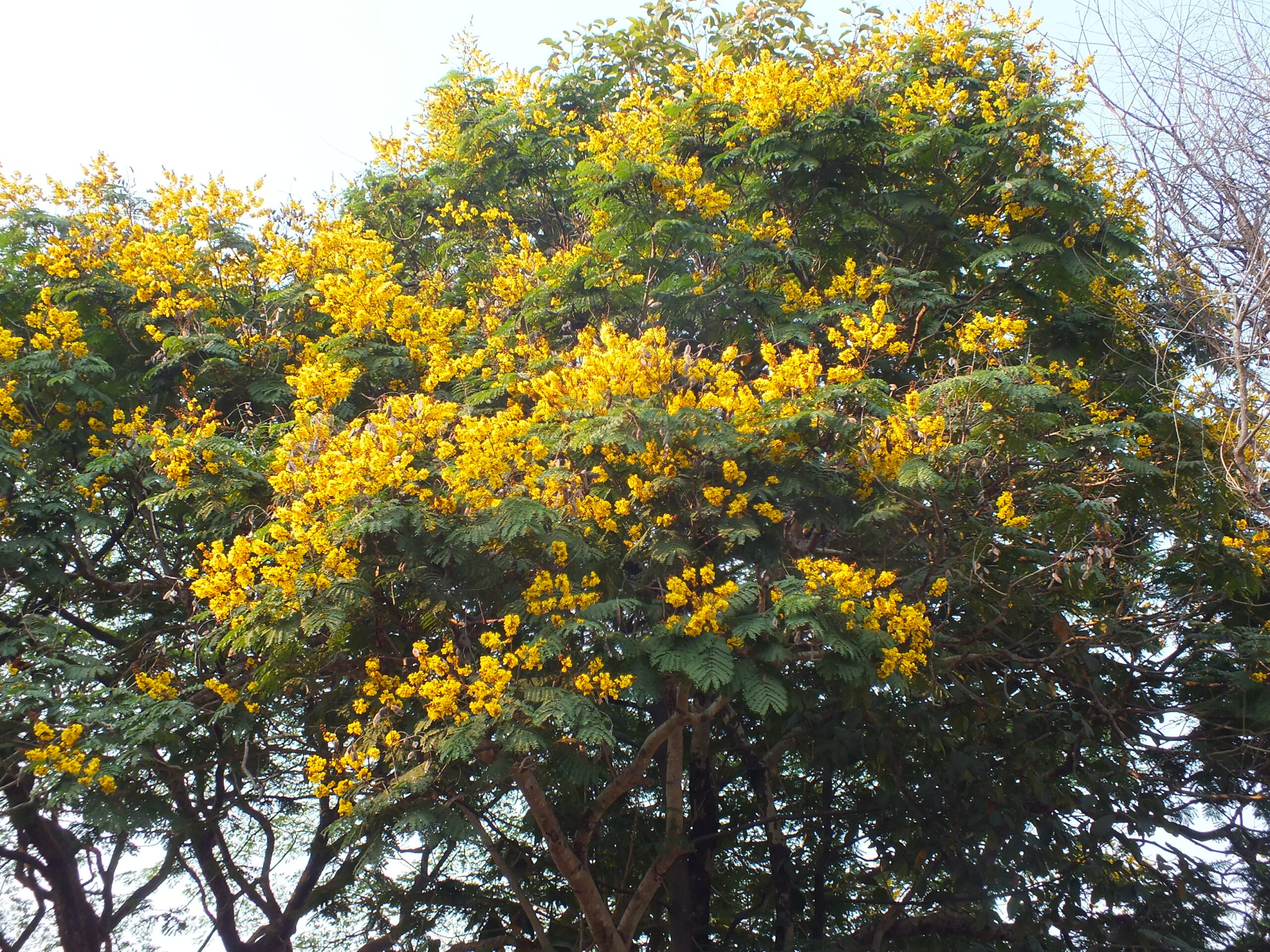 Peltophorum pterocarpum (Copperpod Tree)