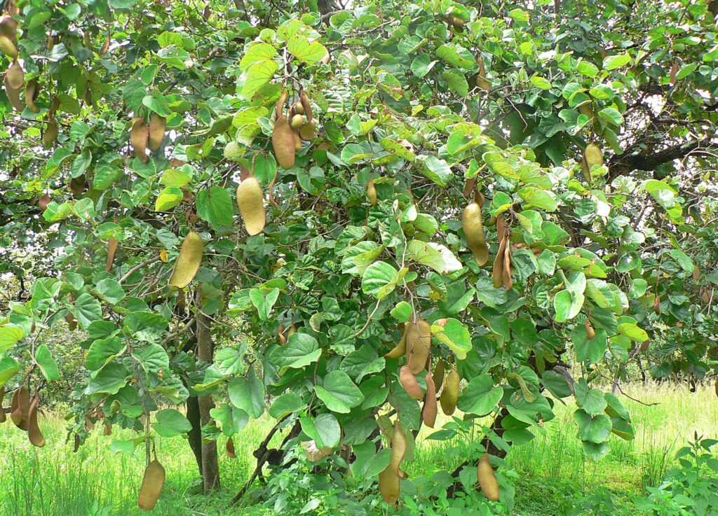Piliostigma thonningii