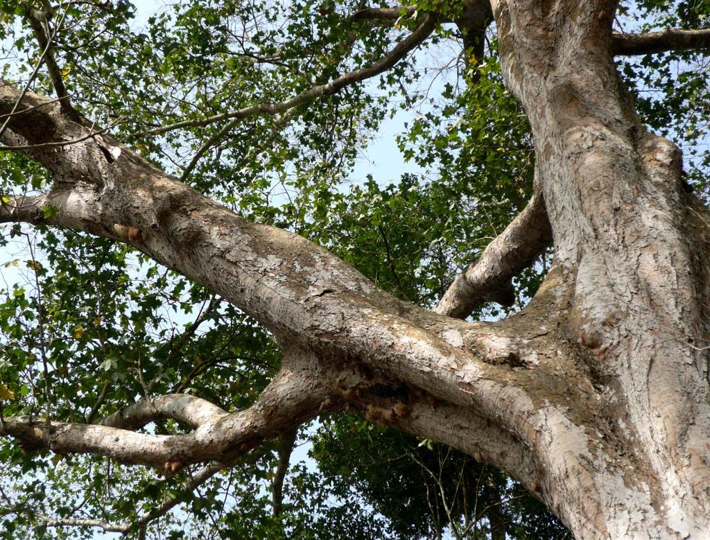 Triplochiton scleroxylon (Obeche)