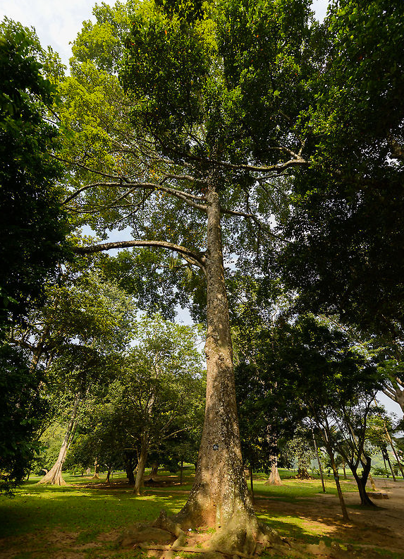 Antiaris toxicaria (Upas Tree)