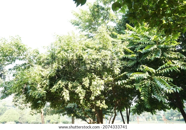 Nyctanthes arbor-tristis (Night-flowering Jasmine)